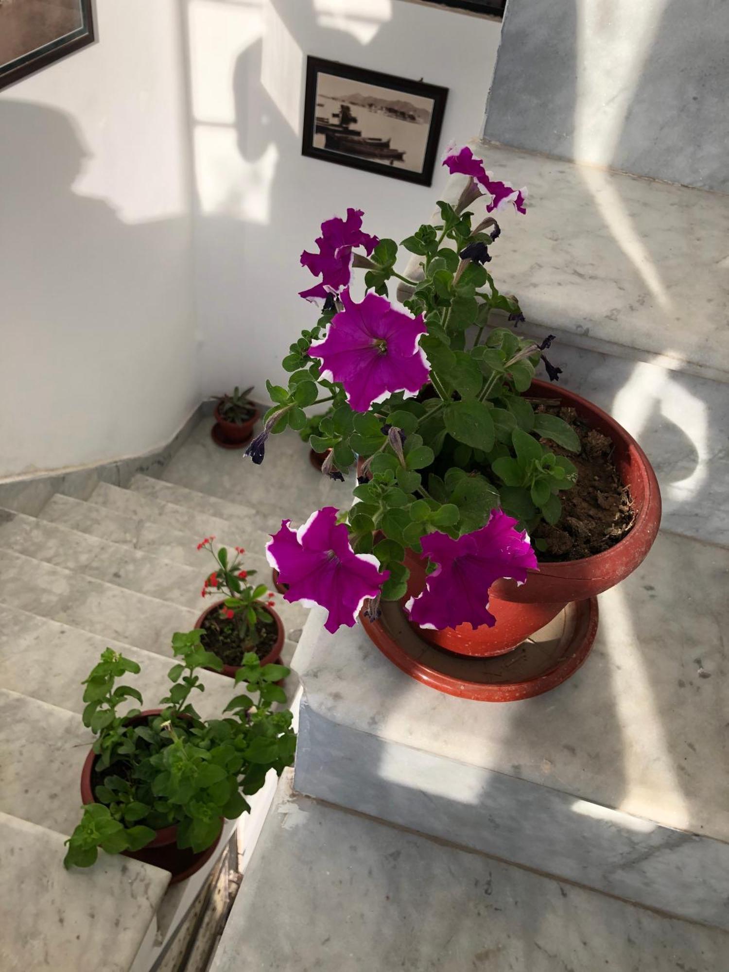 Hotel Nirvana Lakeside Udaipur Esterno foto